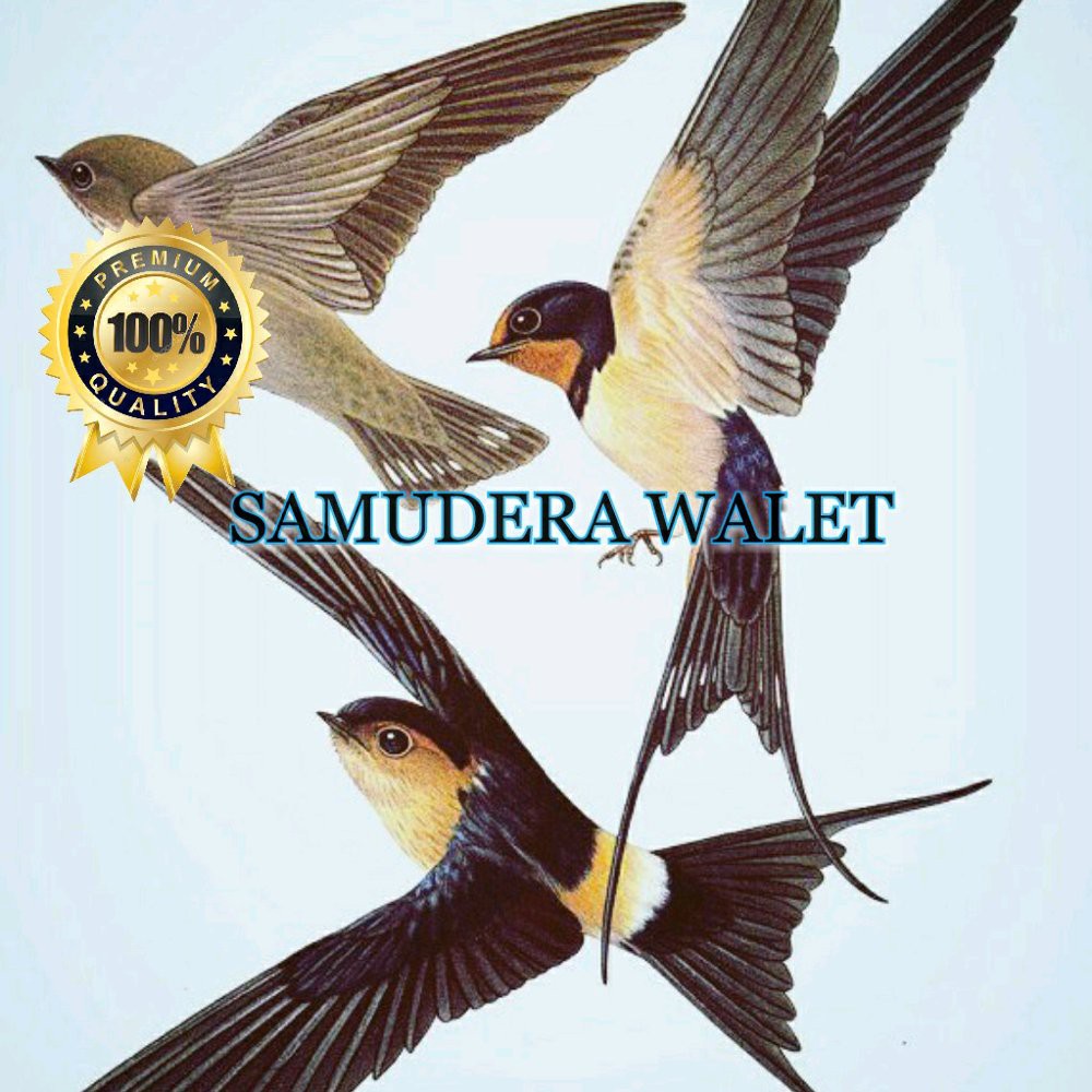 Suara Panggil Walet Koloni Kalimantan dan Panggil Master Walet 93 Termurah