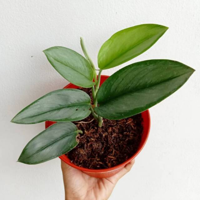 Tanaman hias srigading susu - tanaman srigading