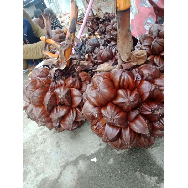 

Buah Nipah nypa Fruticans