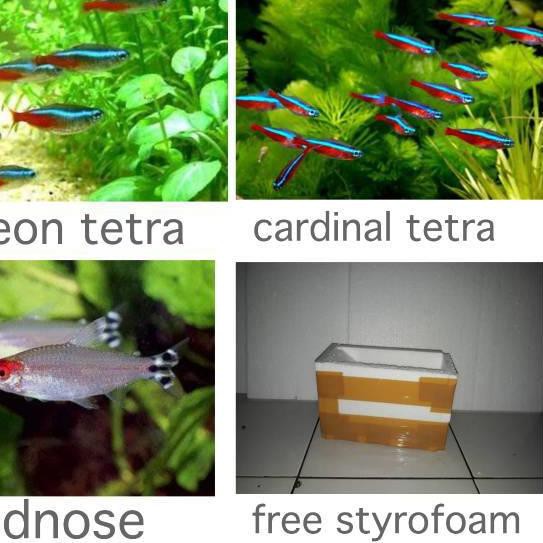Terbaru Paket neon tetra + Cardinal tetra + rednose tetra .. .. ..
