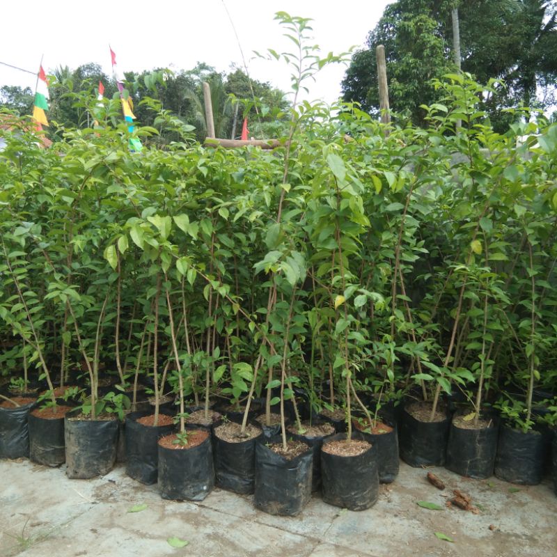 bibit bonsai anting putri 1meter