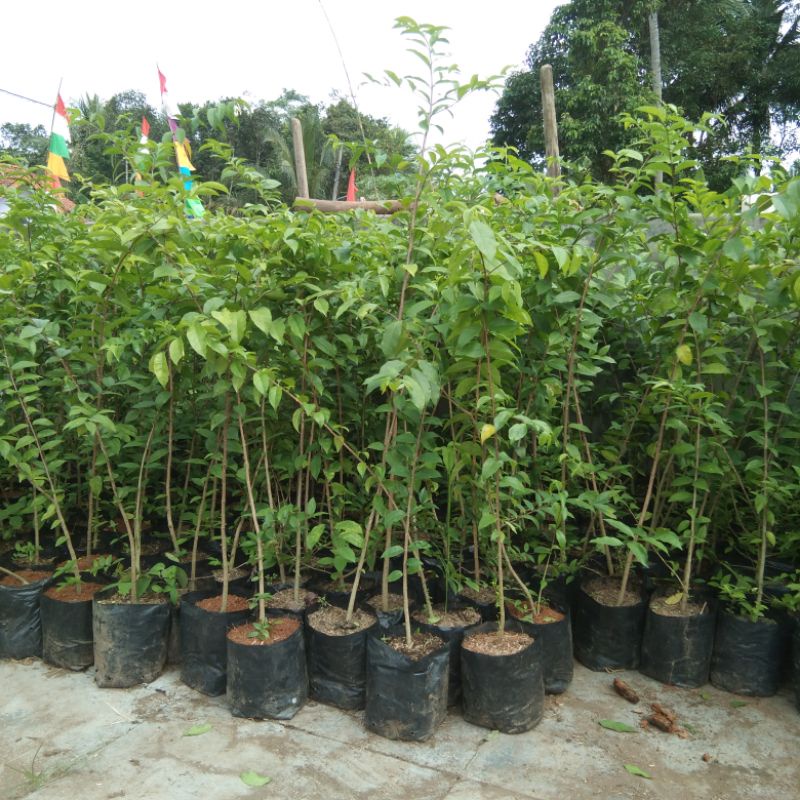 bibit bonsai anting putri 1meter