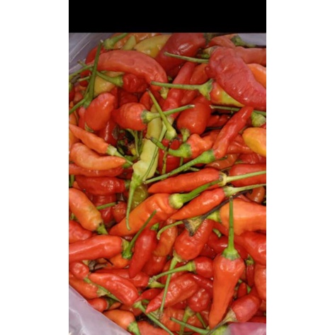 

cabe rawit merah 500gr