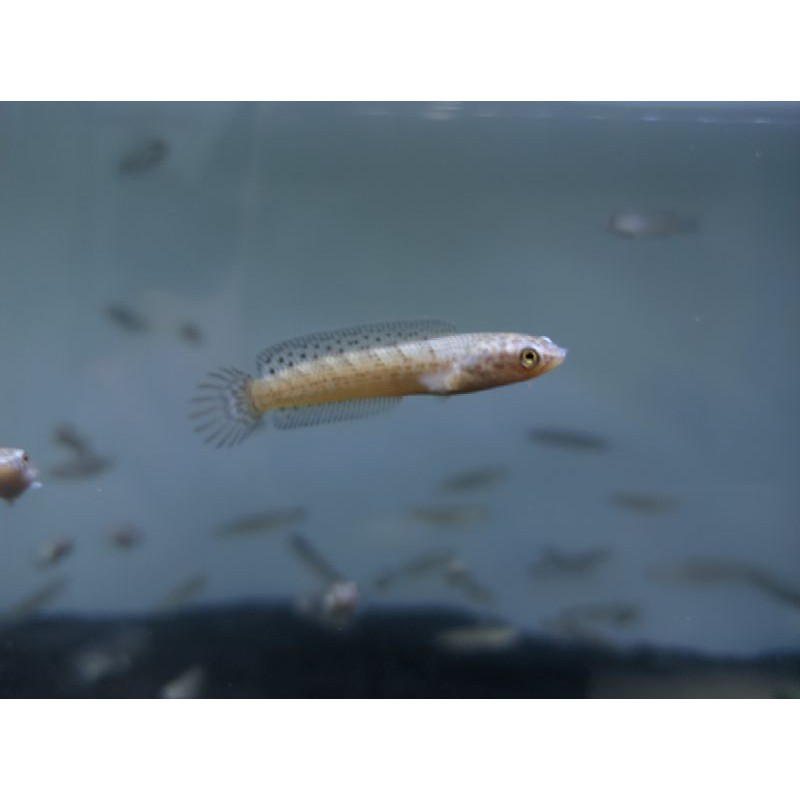 (PAKET 20EKOR +2 EKOR) STEWARTII 5-6Cm