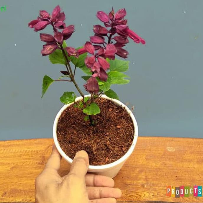 New Tanaman Hias Bunga Salvia Ungu Salvia Splendens Salsa Purple Buru Order Shopee Indonesia