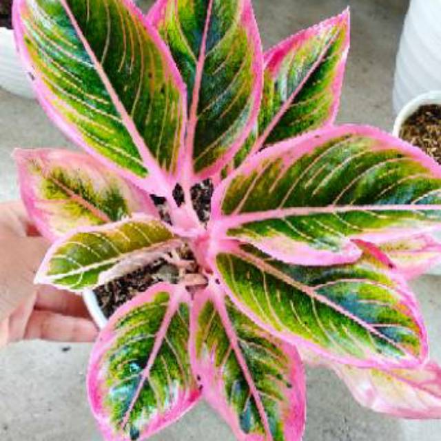 aglaonema lotus delight