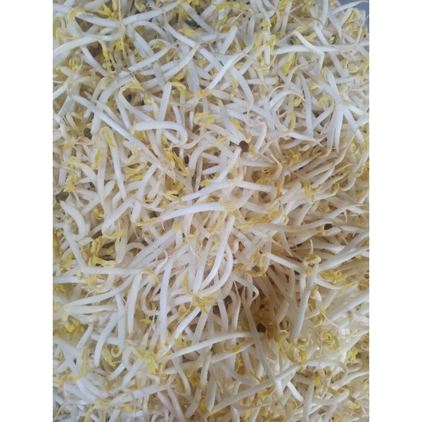 

Sayur Toge Putih 1 Kg Fresh.