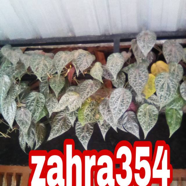 DAUN SIRIH MERAH SEGAR 1KG // DAUN SIRIH SEGAR // DAUN SIRIH MERAH // SIRIH MERAH