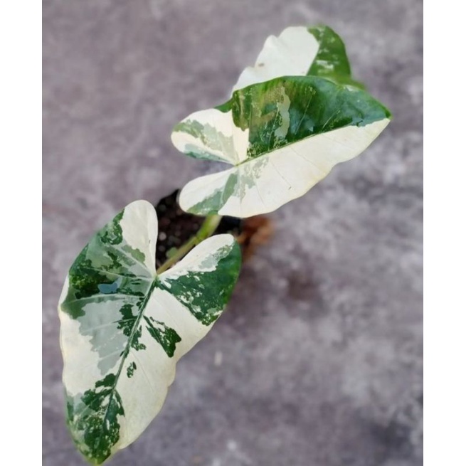 Alocasia macrorrhiza var