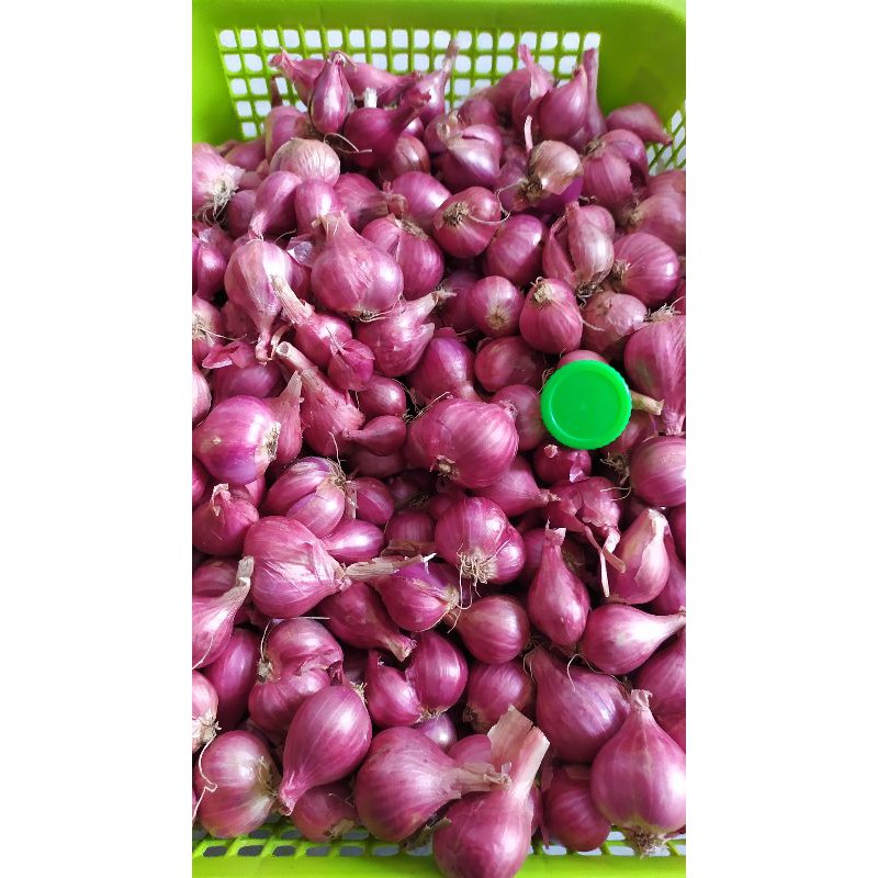 

bawang merah