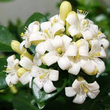 Tanaman Kemuning Jepang