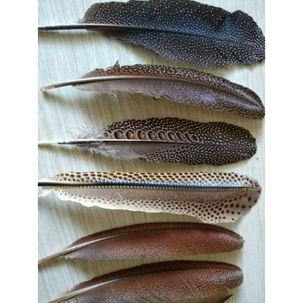 Bulu Burung Ruai Aksesoris Khas Suku Dayak Asli Kalimantan