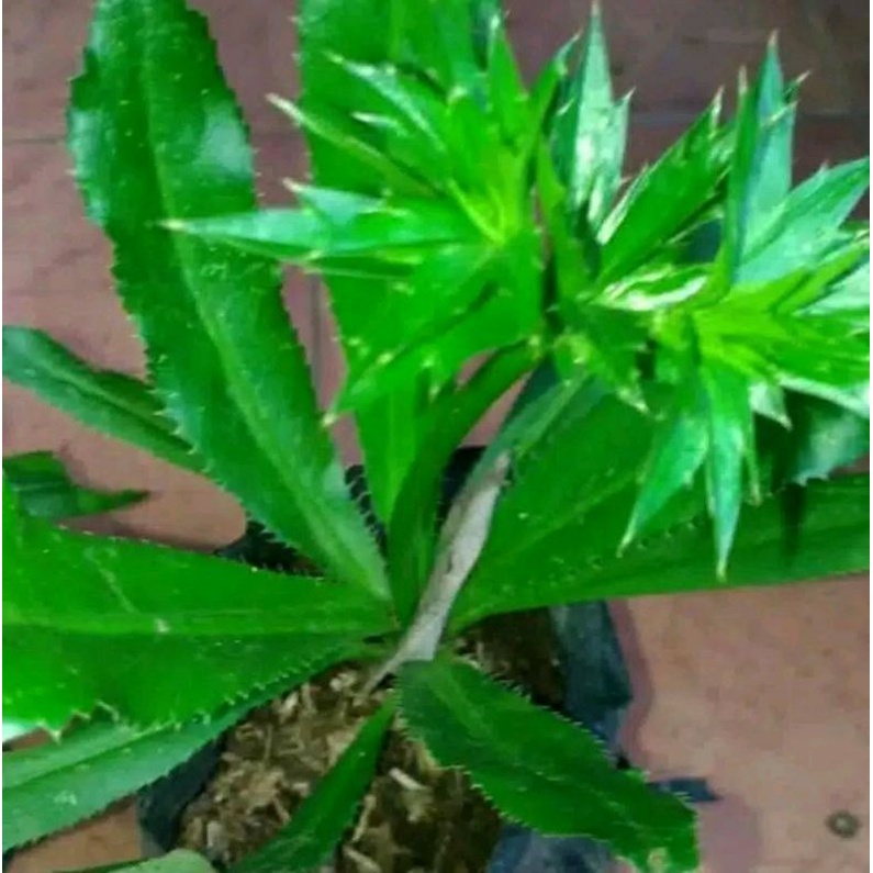 

walang sengit asli segar per 500 gram