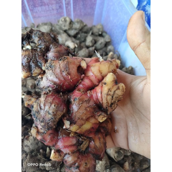 

Jahe merah segar