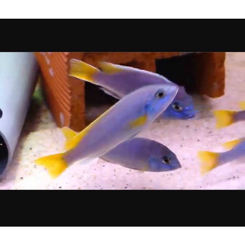 Ikan Cichlid Afrika Pseudotropheus Acei Msuli Point Uk 5cm