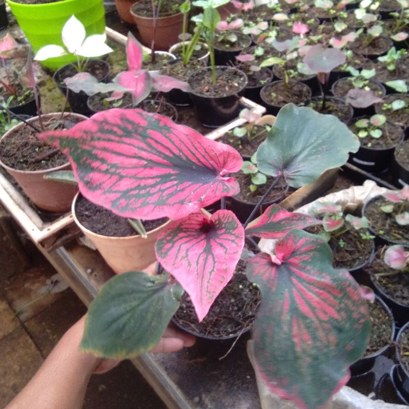 bibit CALADIUM MAHESA JENAR