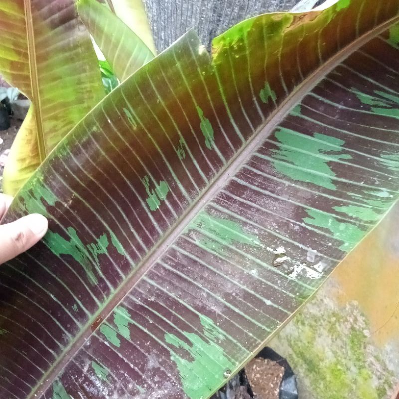 pisang varigata merah