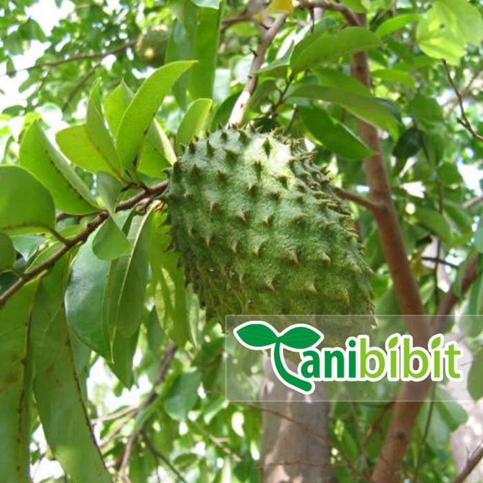 Pohon Sirsak Ratu Manis - Sirsak Manis