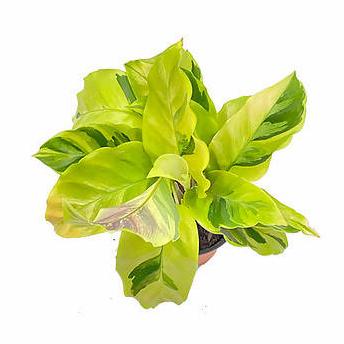 Tanaman Bunga kalatea tissue golden calathea louisae beauty