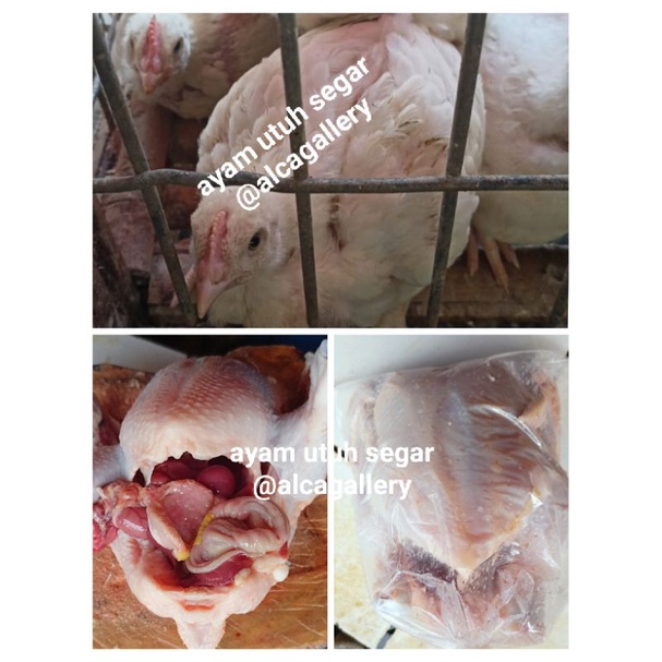

Ayam utuh segar 1kg berikut hati ampela