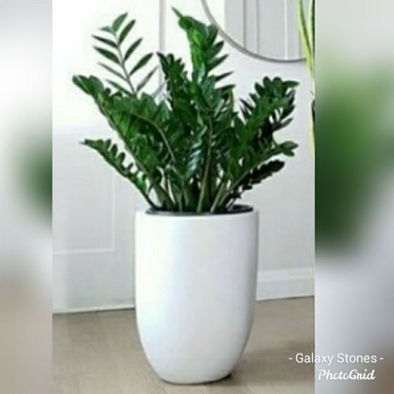 Pot Teraso soma putih