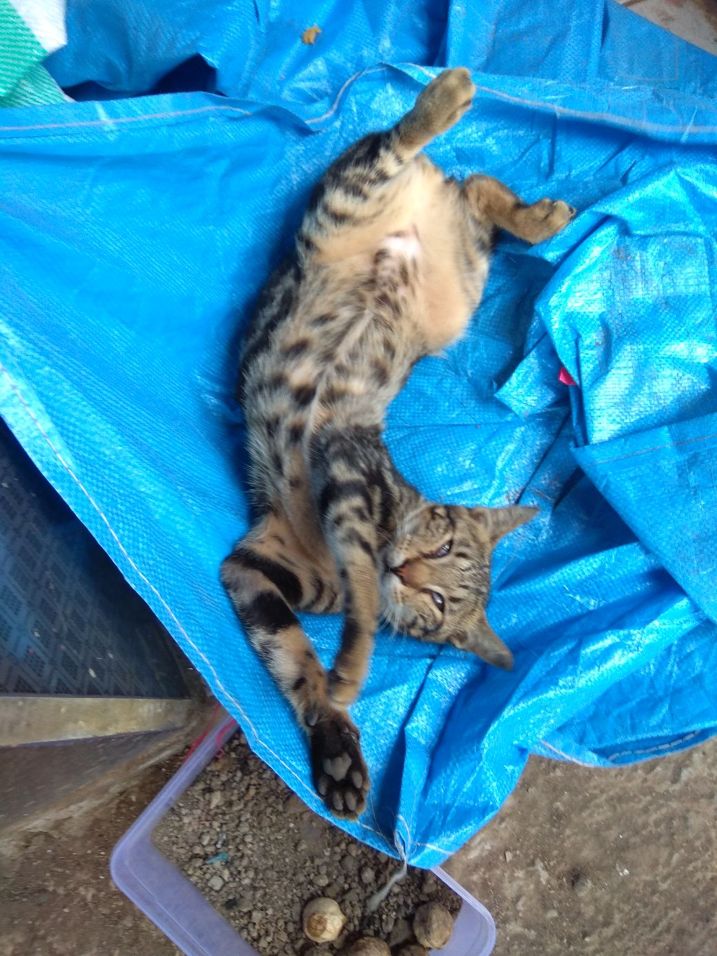 Tangkai Pipa Wall Shower / Shower Tanam 30cm