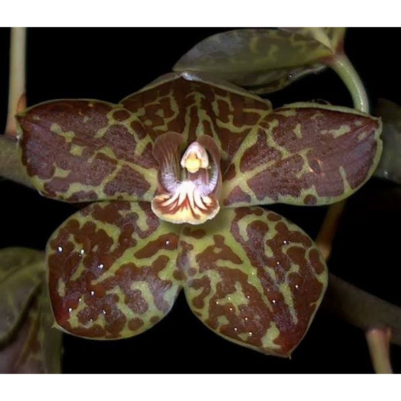 Anggrek Grammatophyllum Tiger Paw Kondisi Remaja