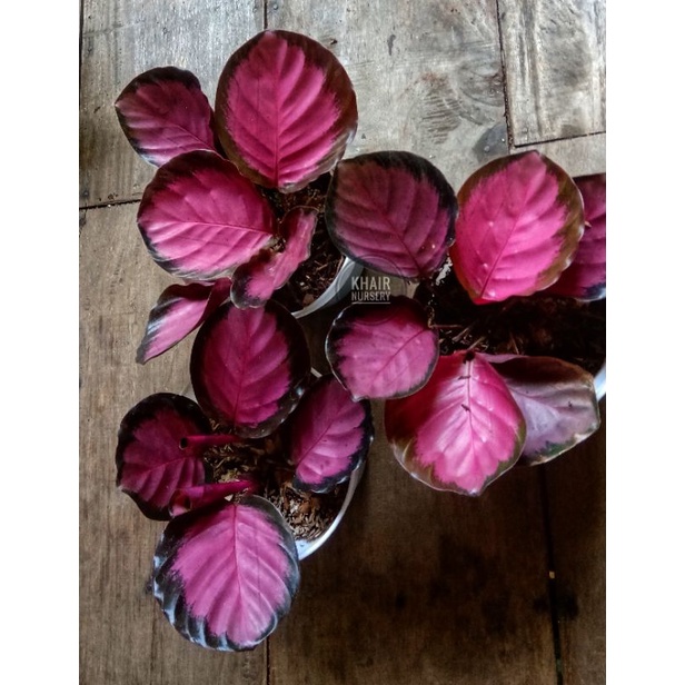 calatea crimson