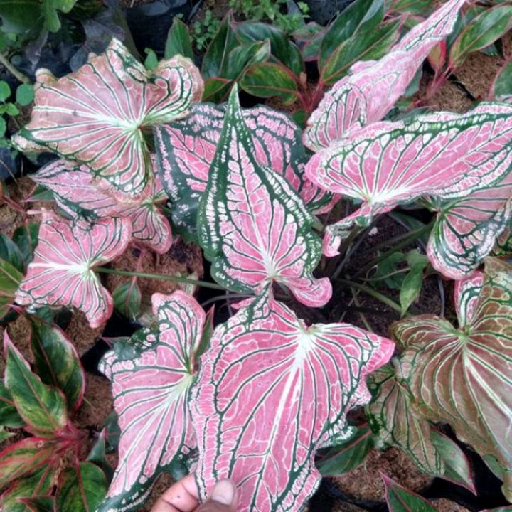 Keladi Wayang Batik / Caladium Wayang Batik