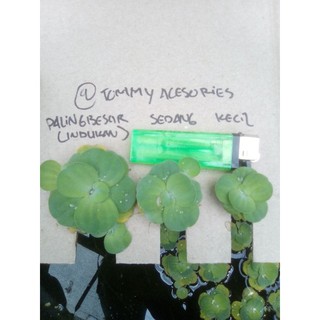 kapu kapu dwarf pistia apu apu mini tanaman aquascape kapu kapu dwarf pistia apu apu mini tanaman aquascape