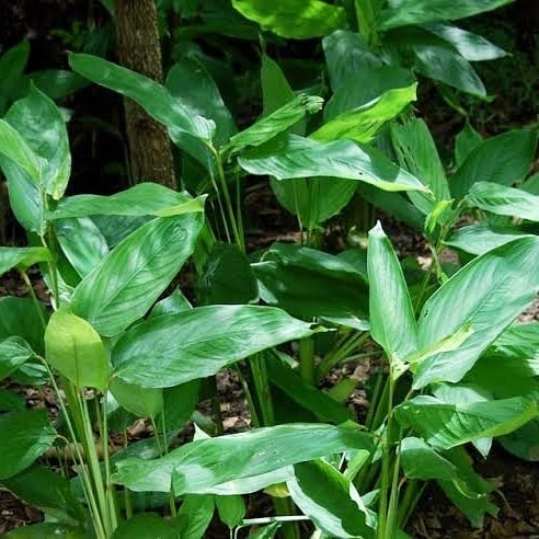 Tanaman Herbal Ubi Garut/Bibit Tanaman Ubi Garut/Ubi Patat