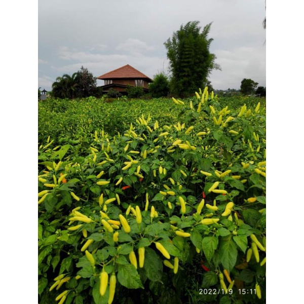 CRM KALIBER Cabe Rawit Merah Kaliber Buah Lebat Kemasan 10gr Original Pabrik Cabe Kaliber wijitani Cabe Unggul Kaliber Benih Terbaik