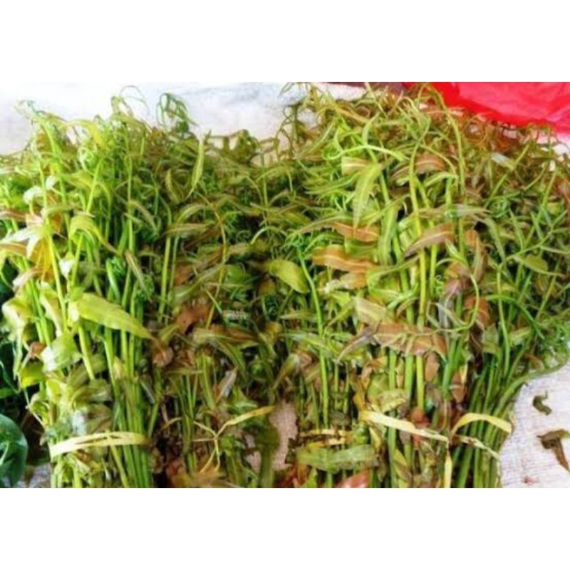 

Sayur PAKIS Merah KELAKAI