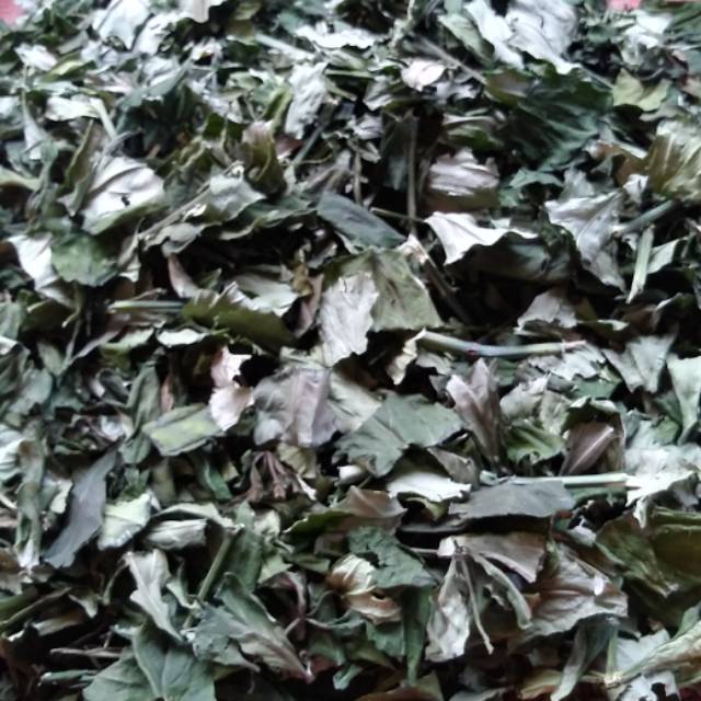 

Daun Samiloto kering