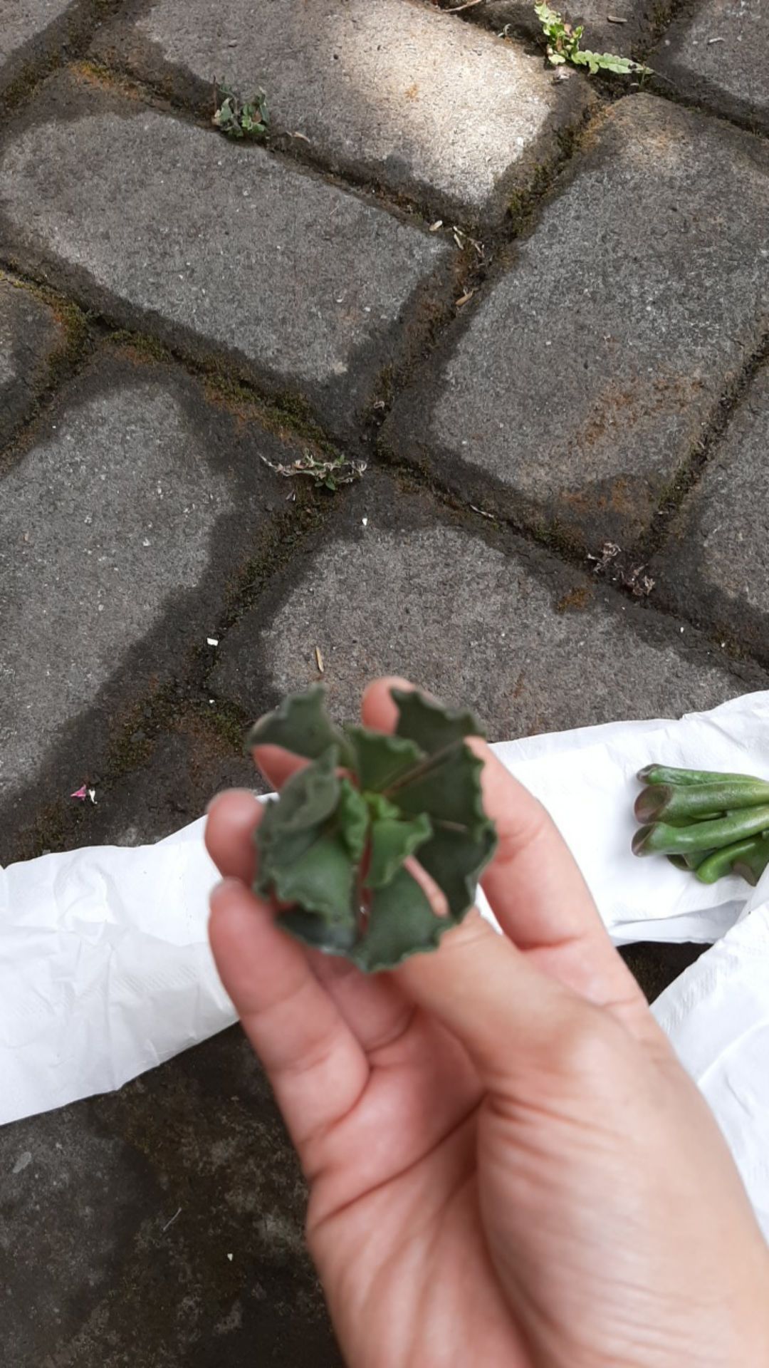 Sukulen Dan Kaktus Mini (adromischus Cristatus)