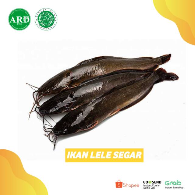 

IKAN LELE SEGAR 1000gr