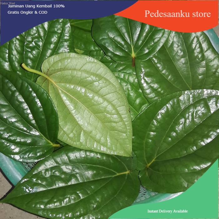 

DAUN SIRIH Segar COD 1kg