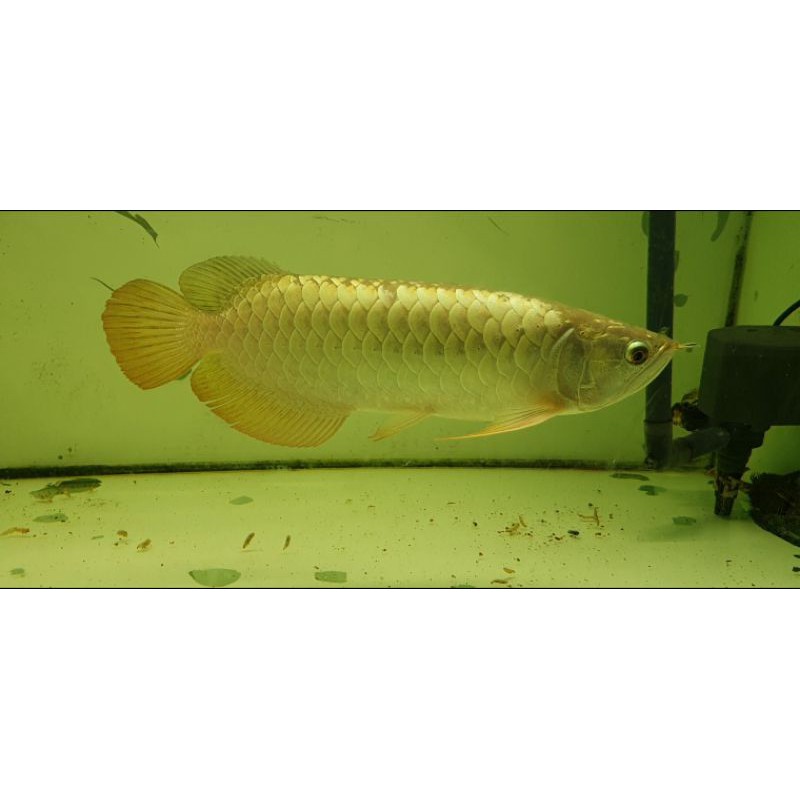 arwana arowana golden crossback 24k ori malaysia untuk aquarium