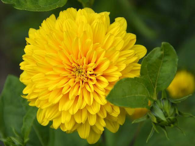 Bibit Tanaman Hias Bunga Dahlia Kuning/Bunga Dahlia Kuning