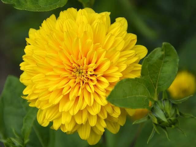 Bibit Tanaman Hias Bunga Dahlia Kuning/Bunga Dahlia Kuning