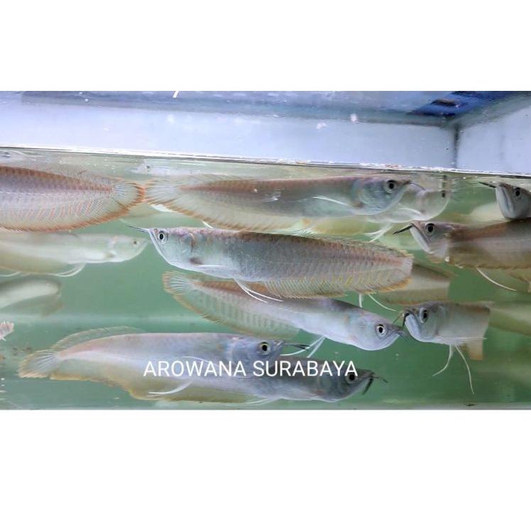 Ikan Arwana Silver Red / Silver Brazil 18-20 cm (ART. Y57)