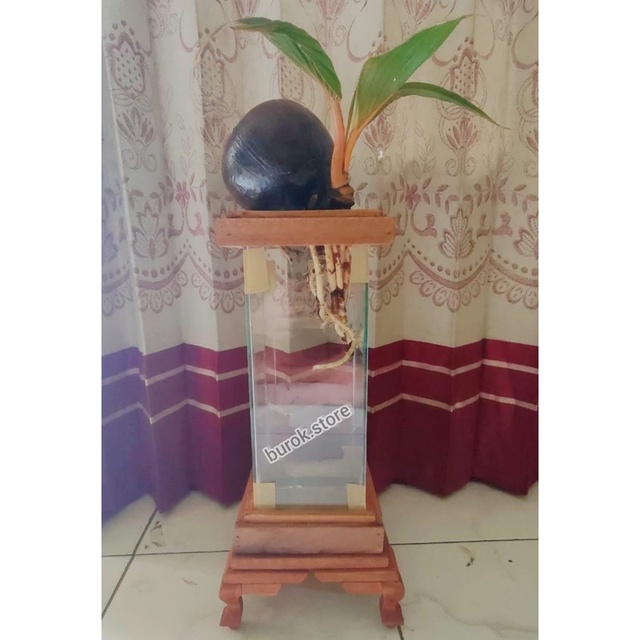 AQUARIUM BONSAI KELAPA MEDIA AIR/AQUARIUM BONSAI KELAPA/DEKORASI ESTETIK/DEKORASI RUANGAN/DEKORASI K