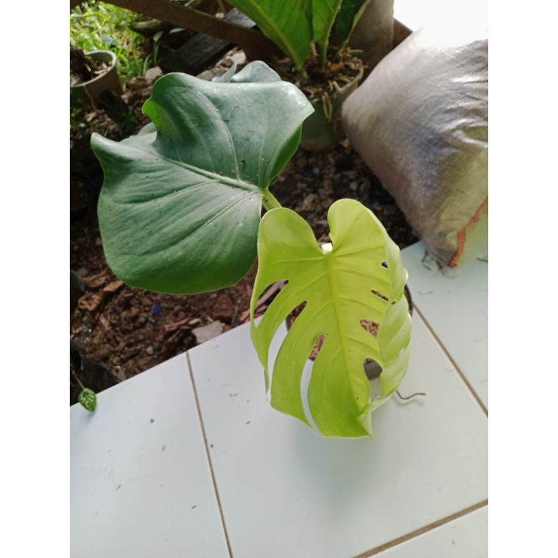 tanaman hias remajaan Monstera king