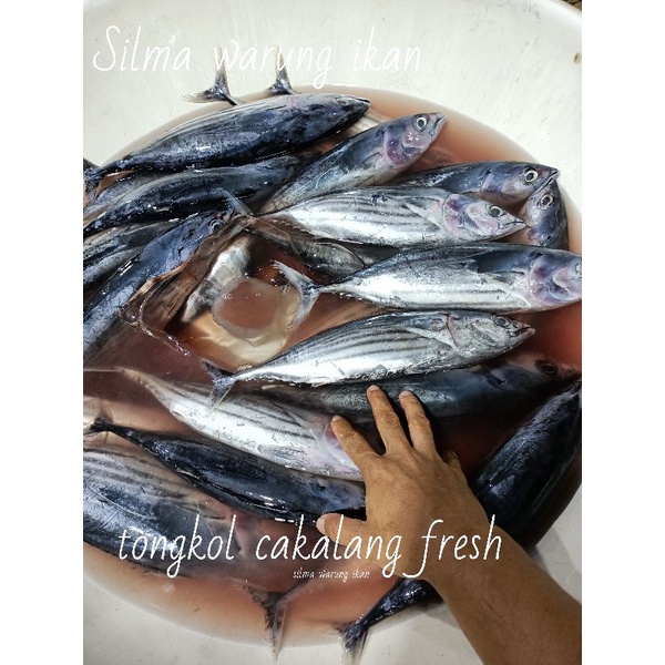 

ikan cakalang fresh ikan harian super josss 1kg