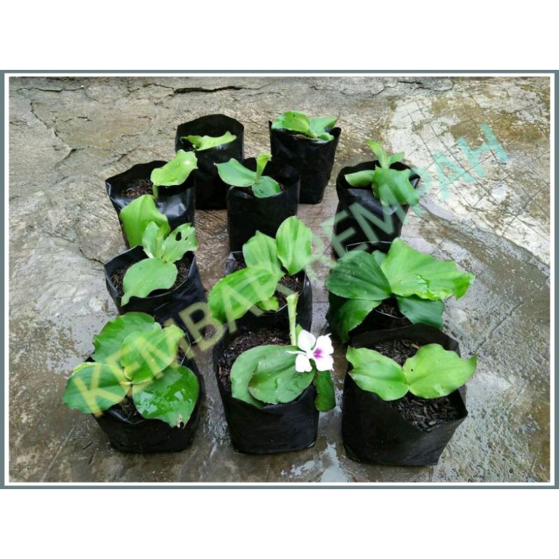 BIBIT TANAMAN HERBAL KENCUR(CIKUR)-Berdaun