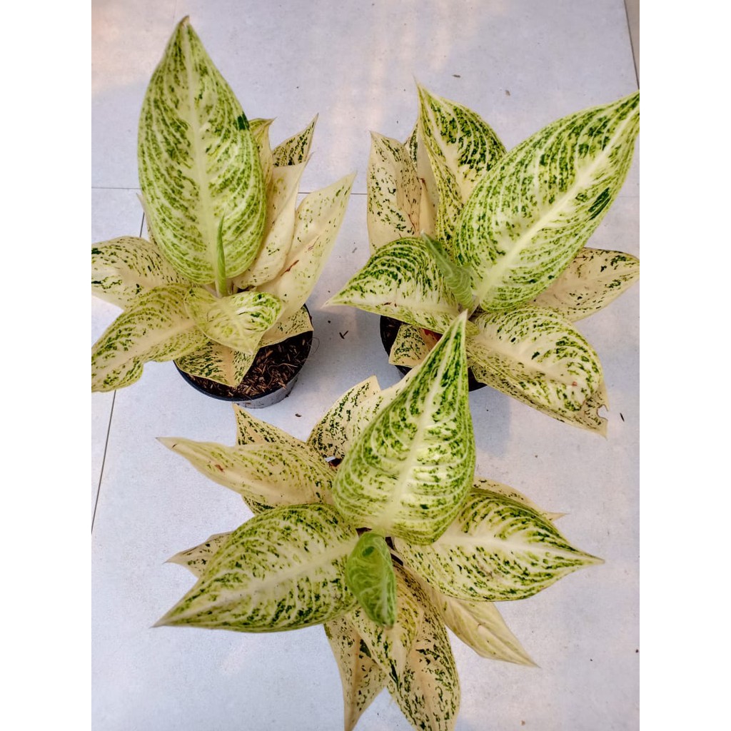 LEGACY WHITE -  (Tanaman Hias Aglaonema/Aglonema)