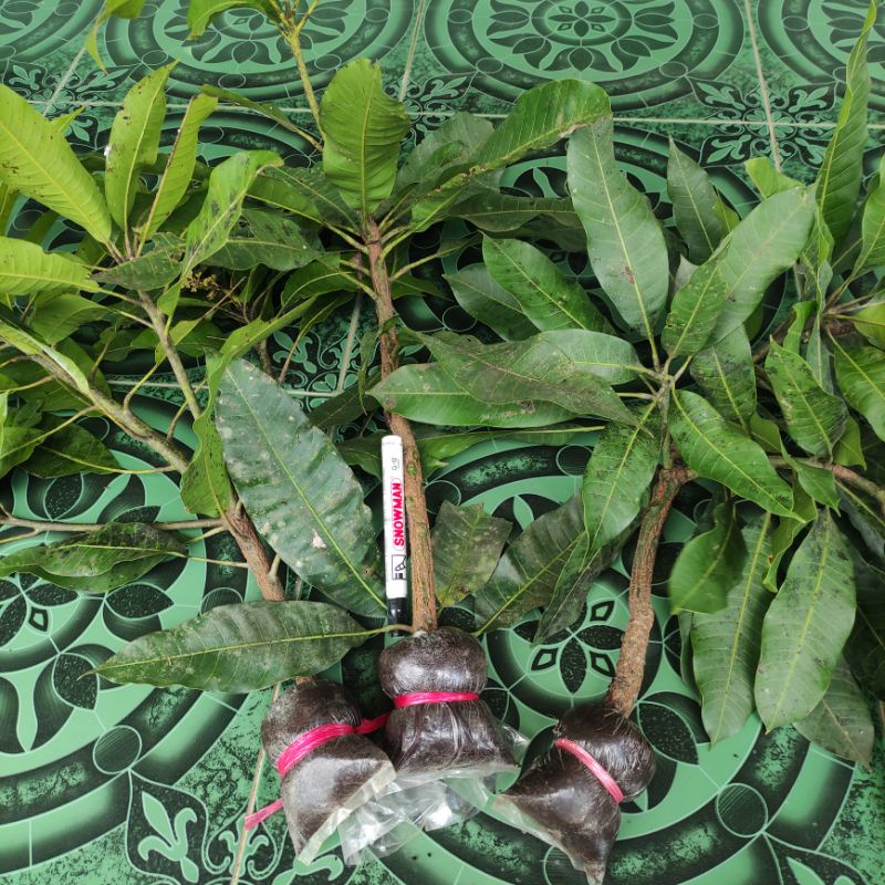 BIBIT FRES CANGKOK MANGGA MADU