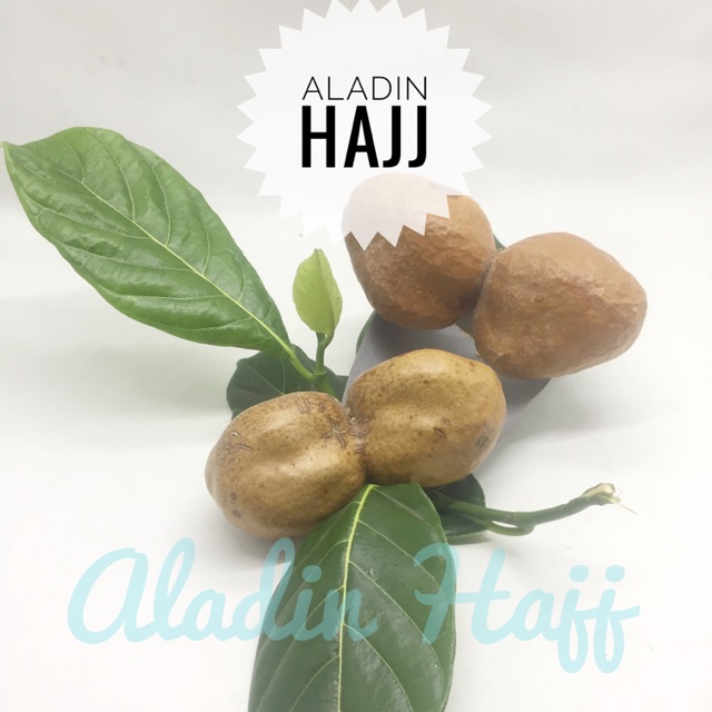 

BUAH ZURIAT KEMBAR / ZURIAT KEMBAR / DOUM ASLI MADINAH/MESIR KEMBAR 2 Satuan