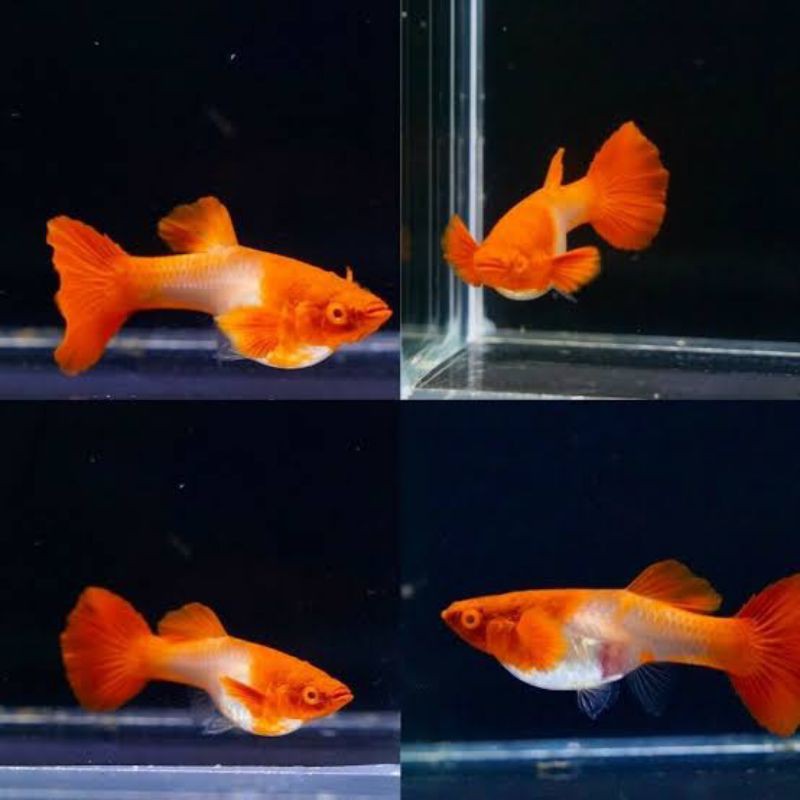 ikan hias guppy albino koi gen king koi sepasang indukan