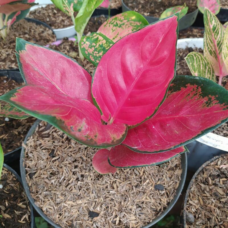 bunga Aglonema suksom jaipong